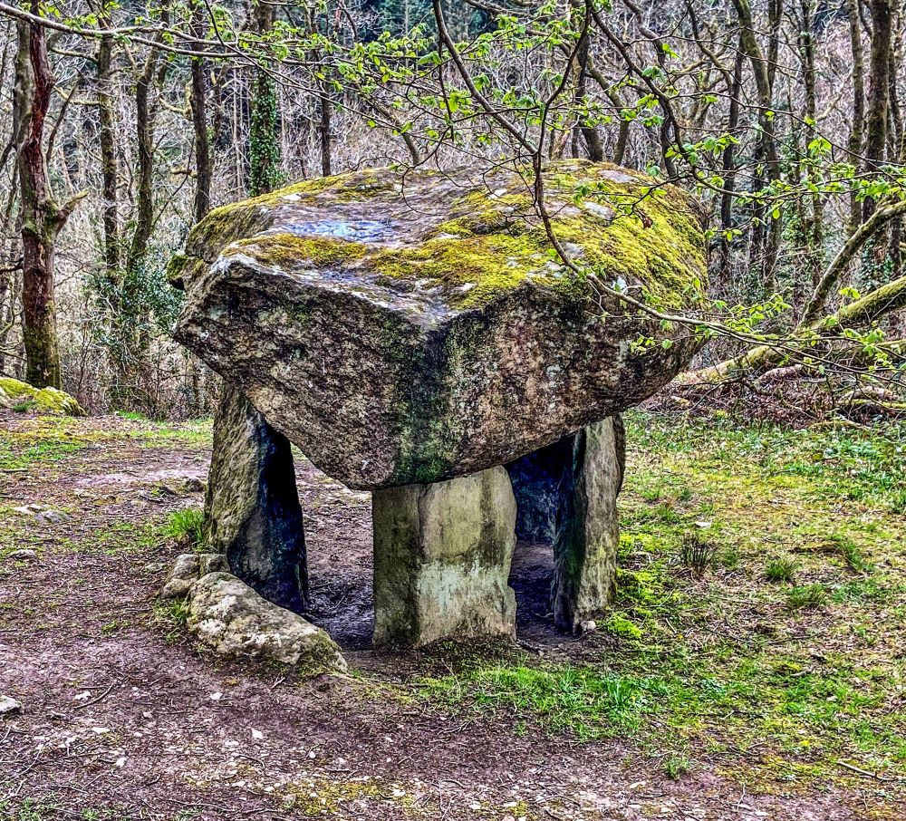 A photograph of the Gwal Y Filiast dolmen or burial chamber with a capstone covering of moss in the spring woodland of South West Wales. 