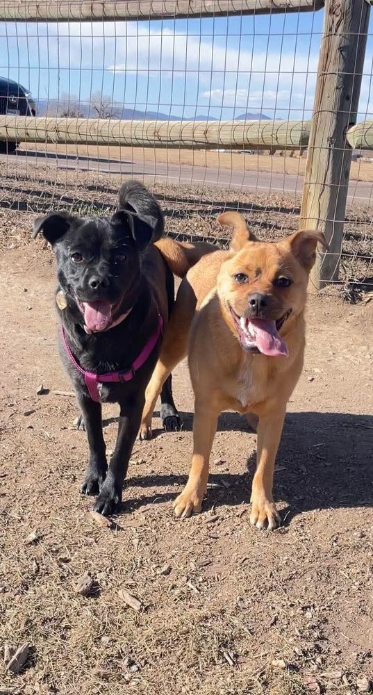 One black dog and one brown dog standing next to eachother 🐶 🐕 