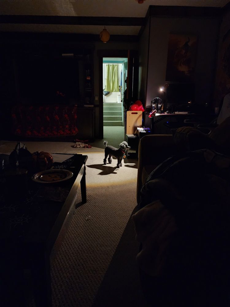 A mostly dark room with an open door in the back center leading to a room with a light on. A desk to the right has a light shining a circle on the floor. I. The center of the spotlight stands a black toy poodle
