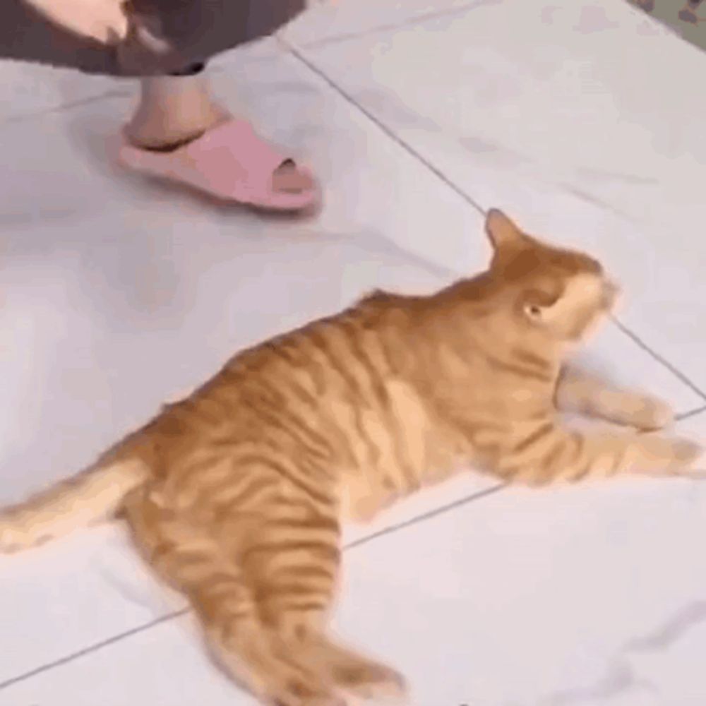 a cat is laying on the floor next to a person wearing slippers .