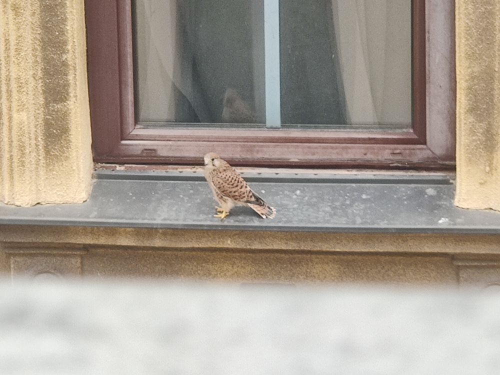 Junger Falke auf einem Fensterbrett sitzend.