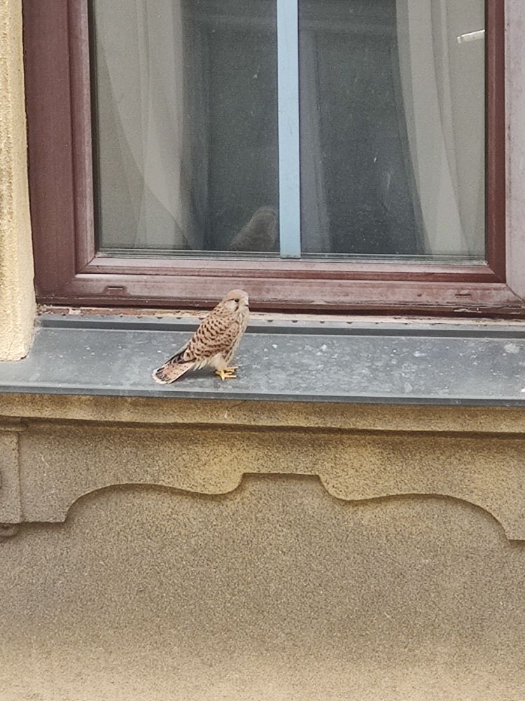 Junger Falke auf einem Fensterbrett sitzend.