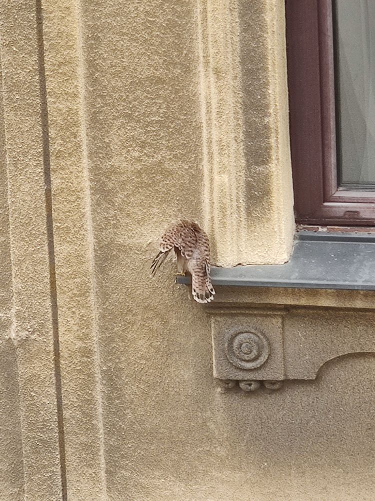 Junger Falke auf einem Fensterbrett sitzend.