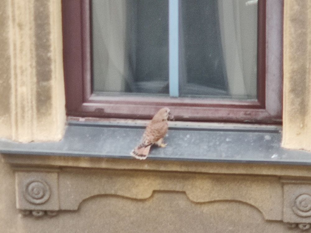 Junger Falke auf einem Fensterbrett sitzend