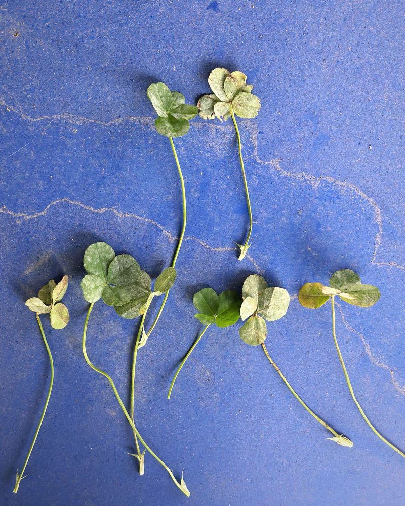 Picture of two 5 leaf clovers and 6 4 leaf clovers