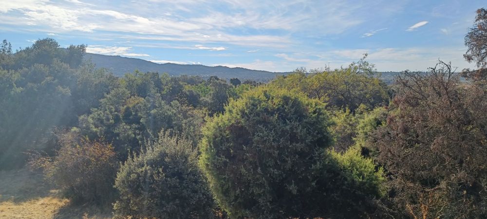 Trees in the mountains against an almost blue sky
