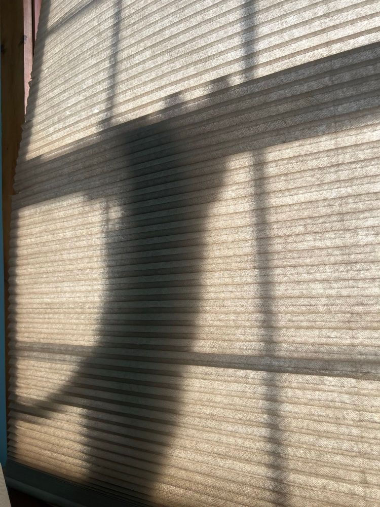 Shadow of a cat. Cat behind a shade. Cat standing on hind legs. 