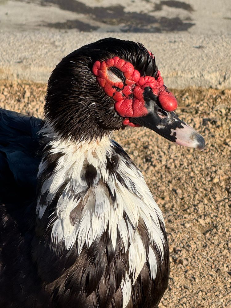 Close up of a Muscovy duck with a what looks like a bumpy red mask around its eyes and over the top of its black and white beak 