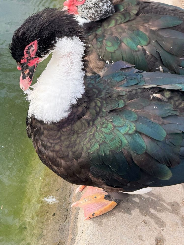 A glorious Muscovy duck with red all around his eyes and beak. He has shiny green feathers and dinosaur looking feet 