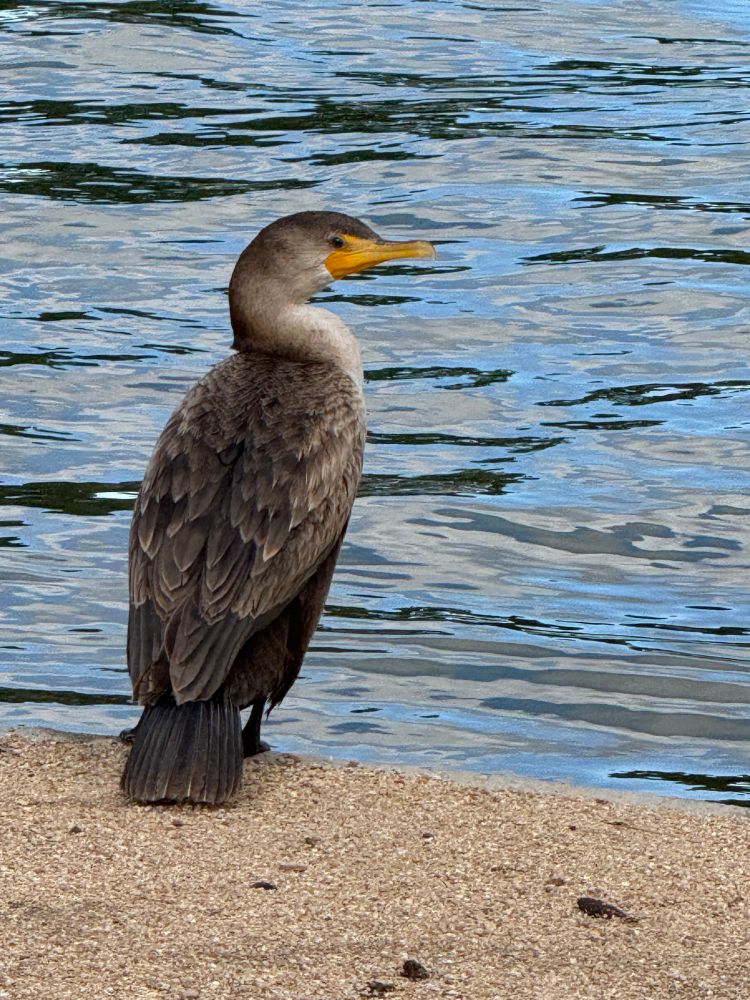 A double-breasted cormorant perched on the edge of a pond