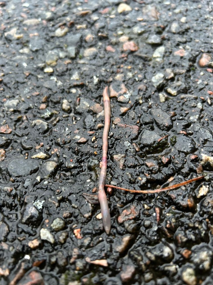 Blöt daggmask på blöt asfalt