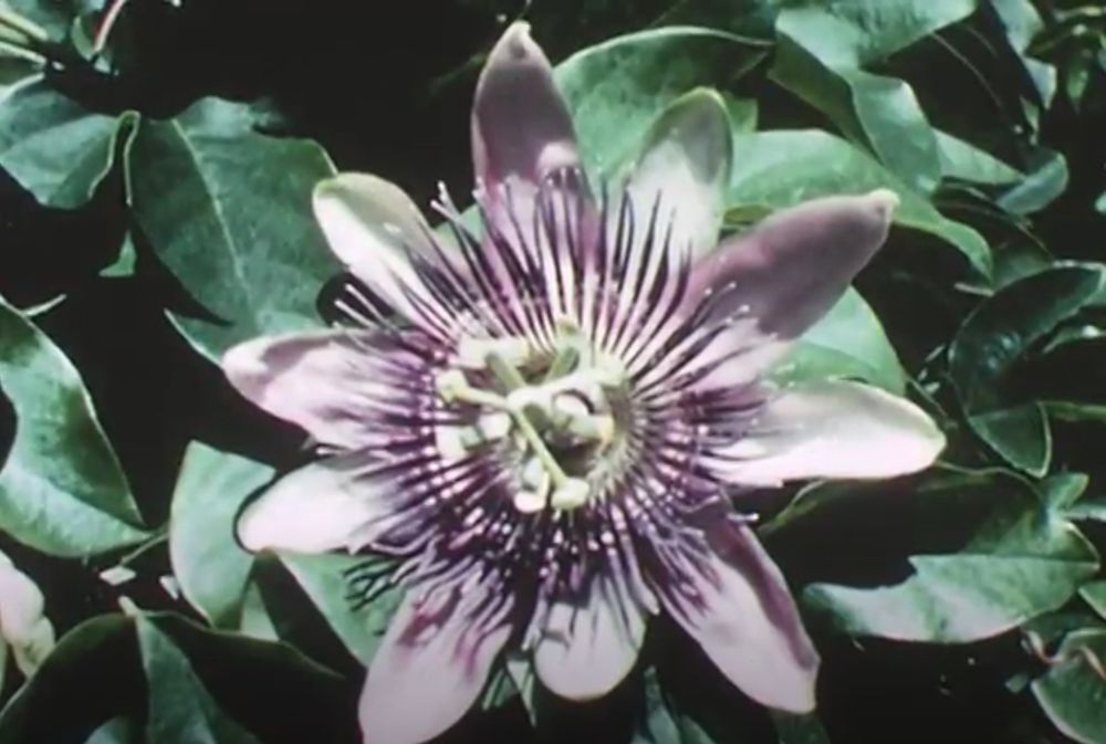 Flower against layers of leaves insitu similar to the Derry shot, everything is blown out and contrast makes anything in shadow go to black.