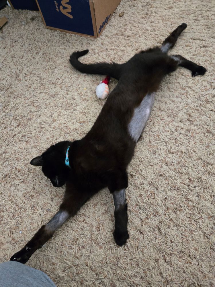 Cat reaching out with multiple shaved spots from surgery