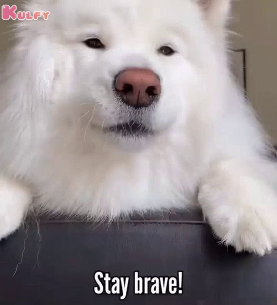 a white dog laying down with the words stay brave on the bottom