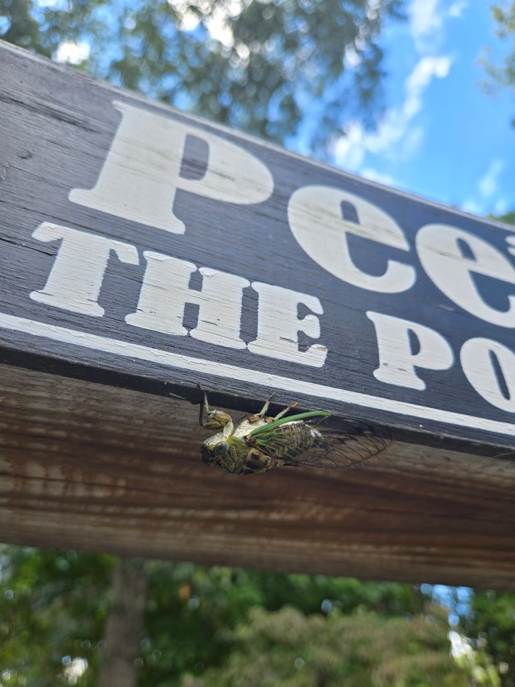 Pee the po, a close up of a sign with a cicada having a rest