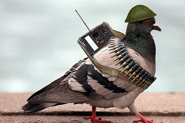 A pigeon wearing a helmet, bandolier, and remote control device