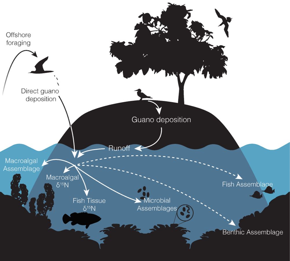 Diagram showing links between seabirds and various coral-reef monitoring outcomes. 