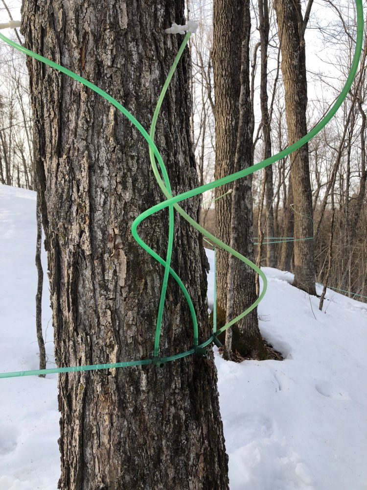 Three green lines twist together in an artistic way - these are maple tubing “drops” carrying sap from the tree to the lateral tubing line.