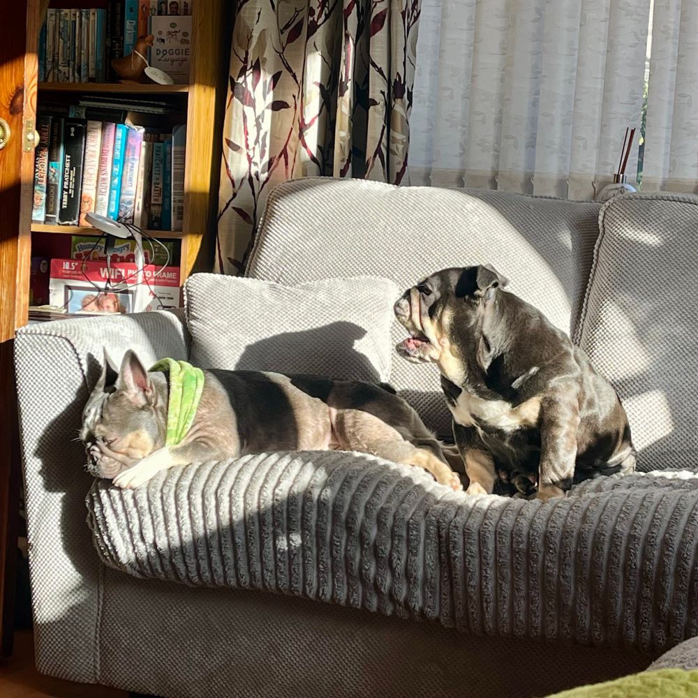 Two bulldog types sit on a silver grey sofa in the sun. The one on the left is a French bulldog cross Boston terrier; he is silvery in colour, with light tan and white marking on his face and feet. He’s also wearing a green neckerchief, and is laid down looking to the left. The dog on the right is a “pocket” bulldog, a British bulldog cross French bulldog. She is a shiny black, with light tan and white markings on her face, chest, and paws. She is sat up looking to the left, starting to yawn with her mouth wide open.