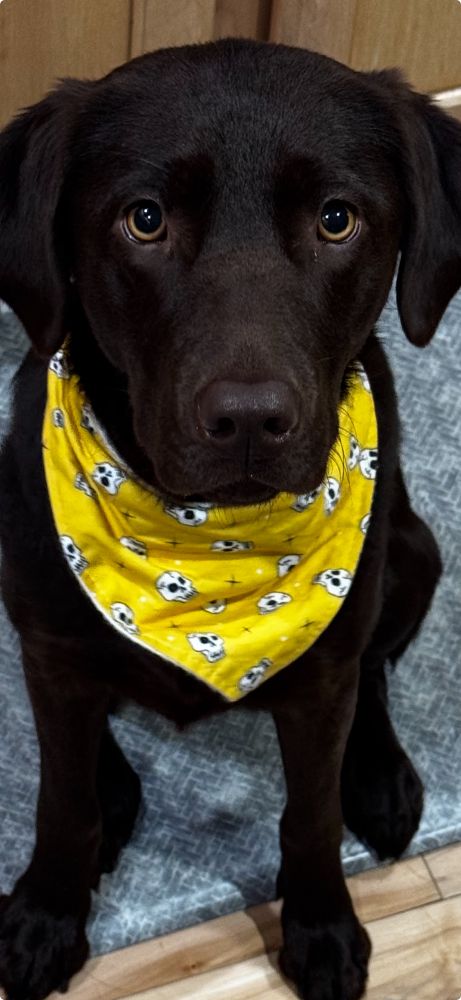 Chocolate Labrador sitting in a wooden floor wearing a yellow bandana with skulls on it