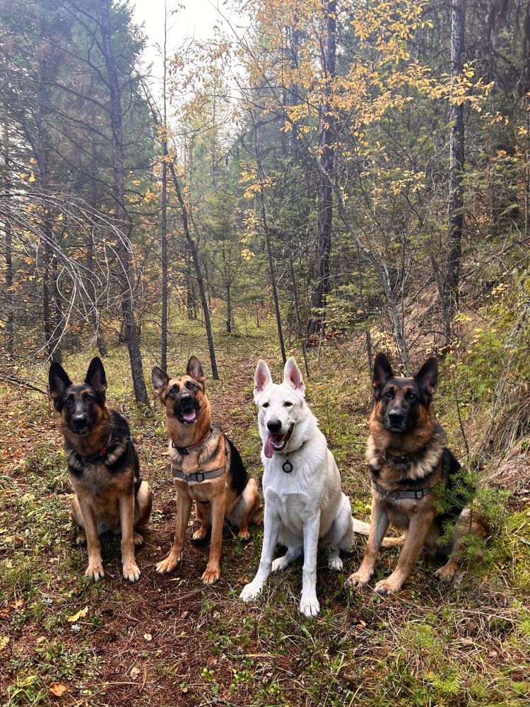 four german shepherds, three black and brown and one white, posing very politely together in the forest