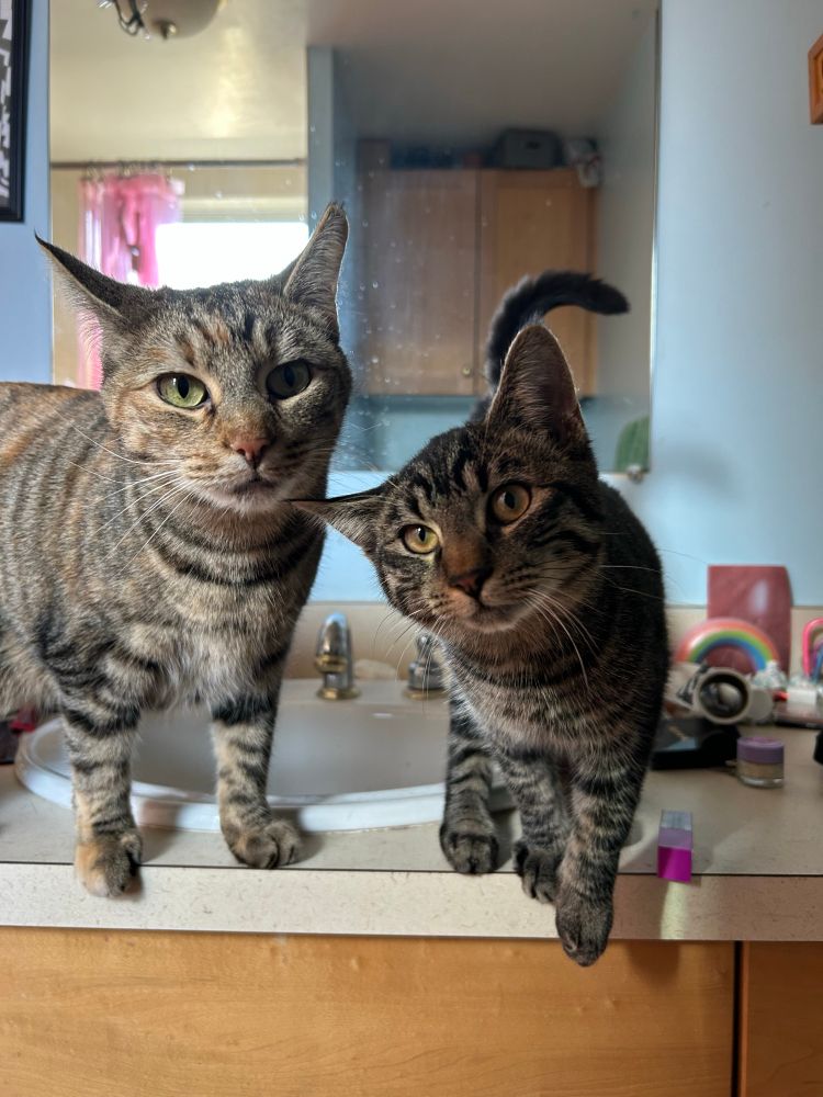 two tabby cats, one big and one small, staring at the viewer from the bathroom counter