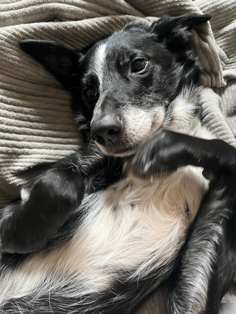 a border collie mutt on his back on a bed with his paws tucked and head tilted