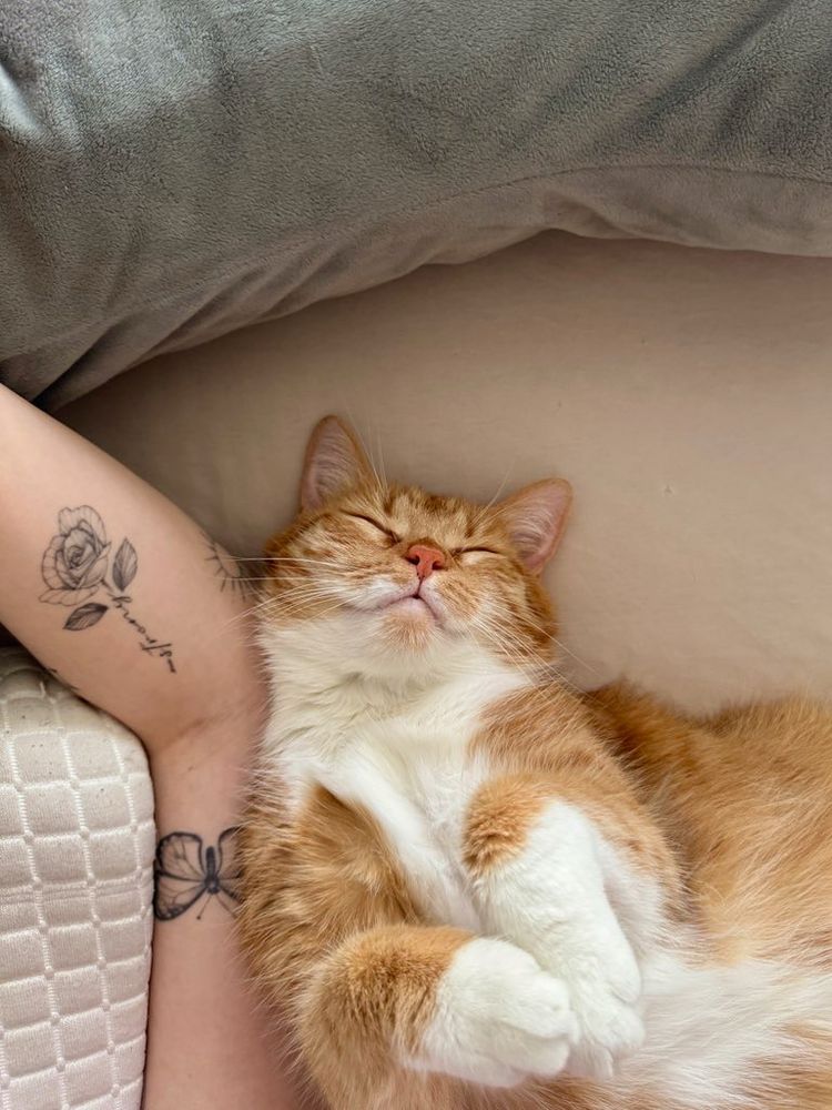 orange-weiße Katze schlafend im Bett 
