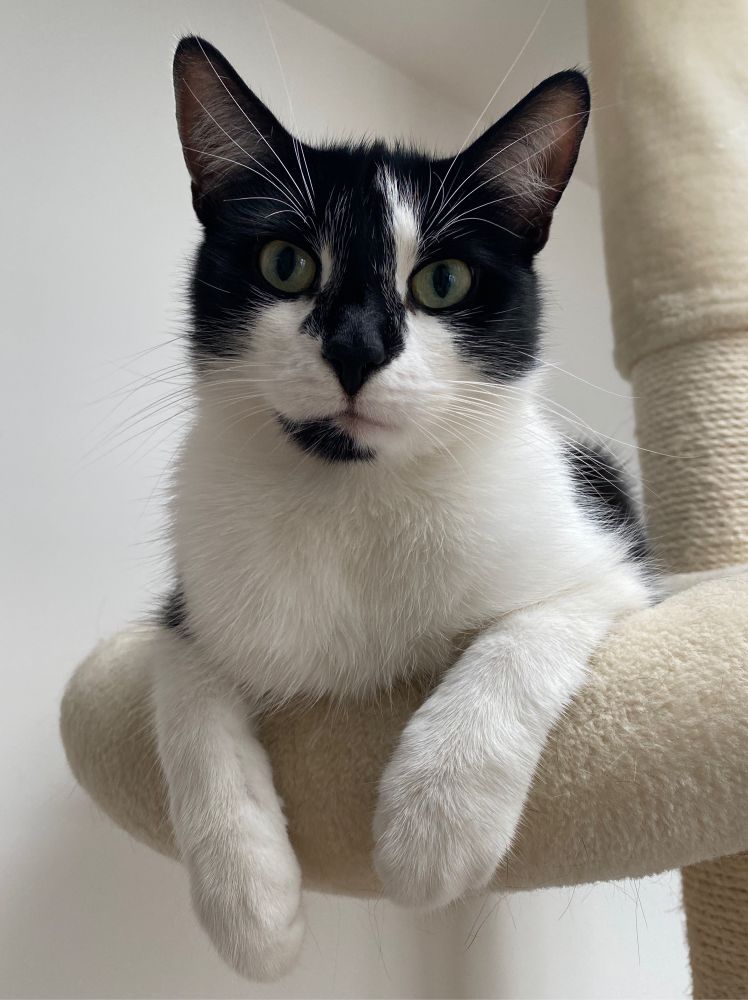 Bild von meiner schwarz-weißen Katze Ferox. Er schaut aufmerksam in die Kamera. Seine weisen Pfötchen hängen über den Kratzbaum auf dem er liegt.