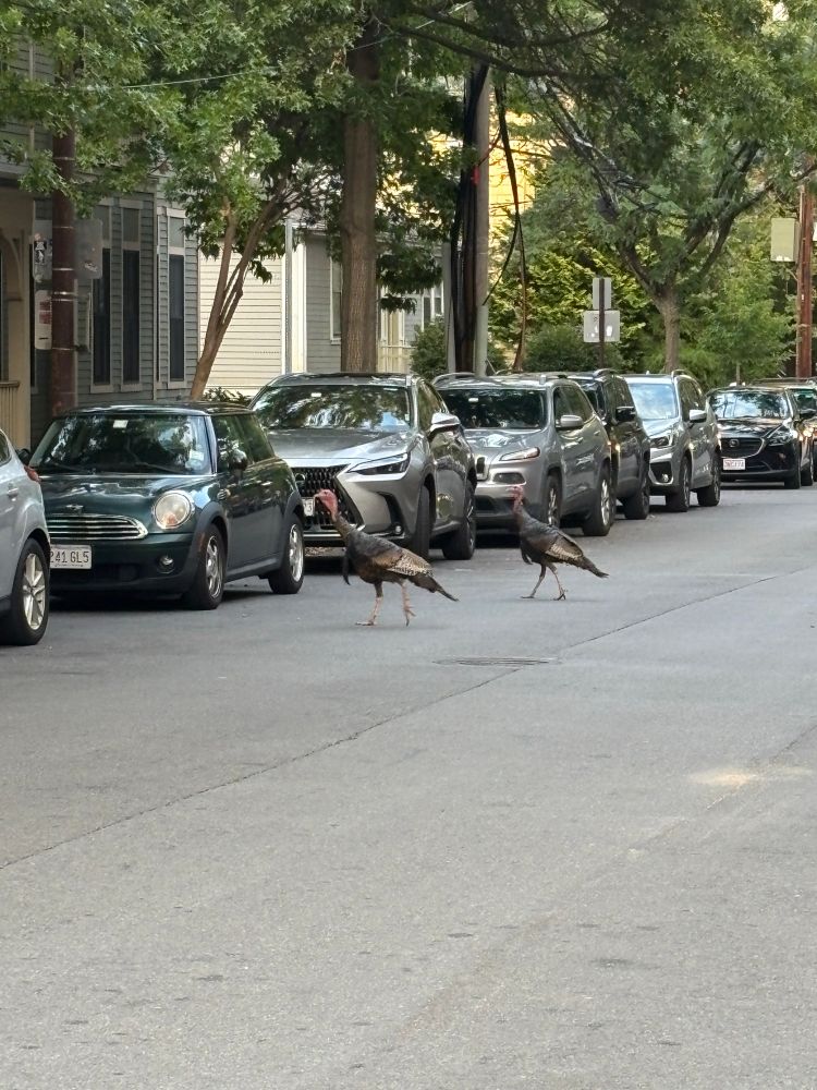 Two large and in charge turkeys crossing a street in Cambridge MA in twilight, passing parked cars, giving 0 fucks.
