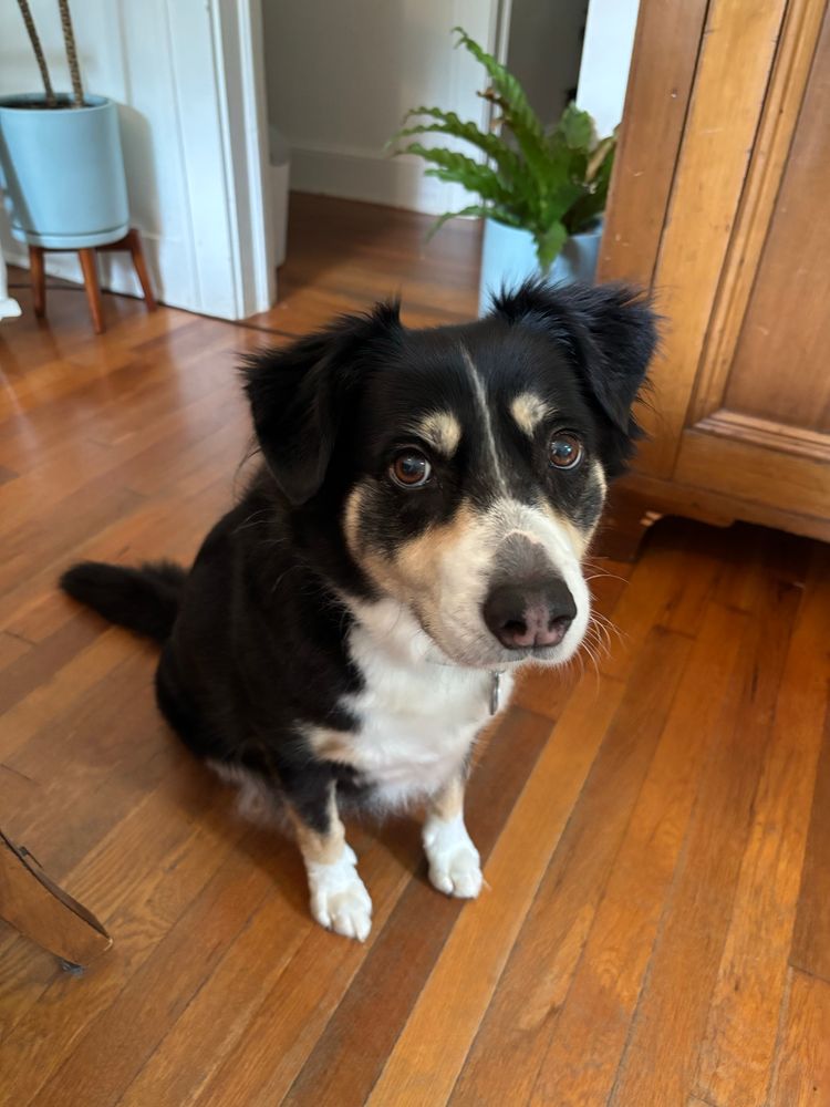 A cute tri color border collie gives me puppy eyes 