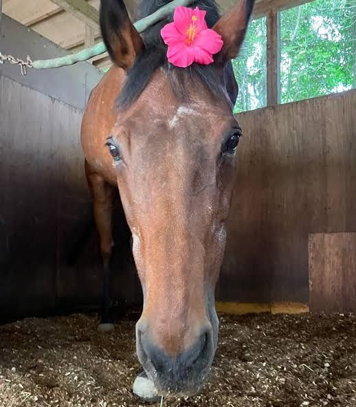 A picture of retired race horse Haru Urara with a pink flower in her hair
