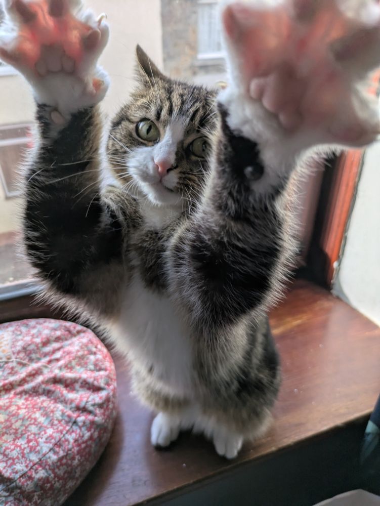 Hugo the tabby cat, balancing on his hind legs on a window sill. His front paws are both reaching to the sky in a "put 'em up" "praise you" style. 

He is of course trying to murder me. 