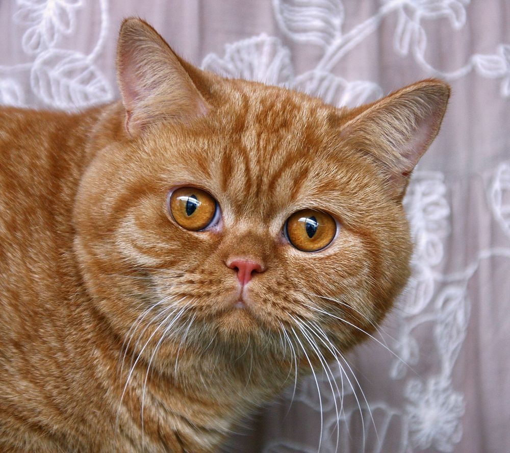 A round-faced ginger cat looks straight down the lens accusatively. Photo by Sergey Semin on Unsplash.