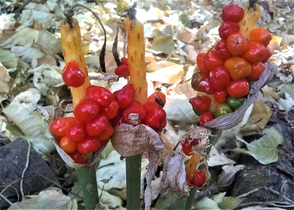 Brightest red berries of Lords and Ladies, late autumn plants in a bed of leaves. Part of the English landscape. The photo is captioned, "Nature's Sweetshop" and is an original picture by Natalie Meg Evans, an author who also writes as Kay Blythe