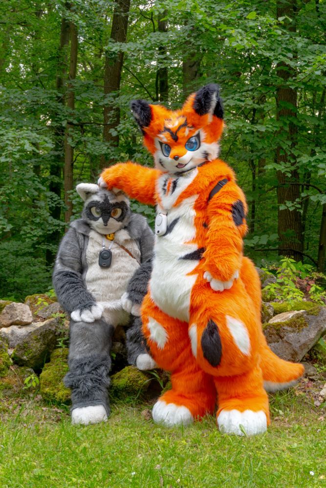 A raccoon fursuiter with amber eyes is sitting on a stone, and an orange fox fursuiter with blue eyes and tiger-like black markings stands beside them. The raccoon has a gray and white fur pattern and wears a small golden bell around the neck. They appear relaxed or tired, with their arms resting loosely on their knees. The fox stands upright with one paw resting playfully or possessively on the raccoon's head, looking slightly amused or determined. The scene takes place in a lush green forest with mossy rocks and trees in the background, suggesting a quiet moment during a woodland walk.