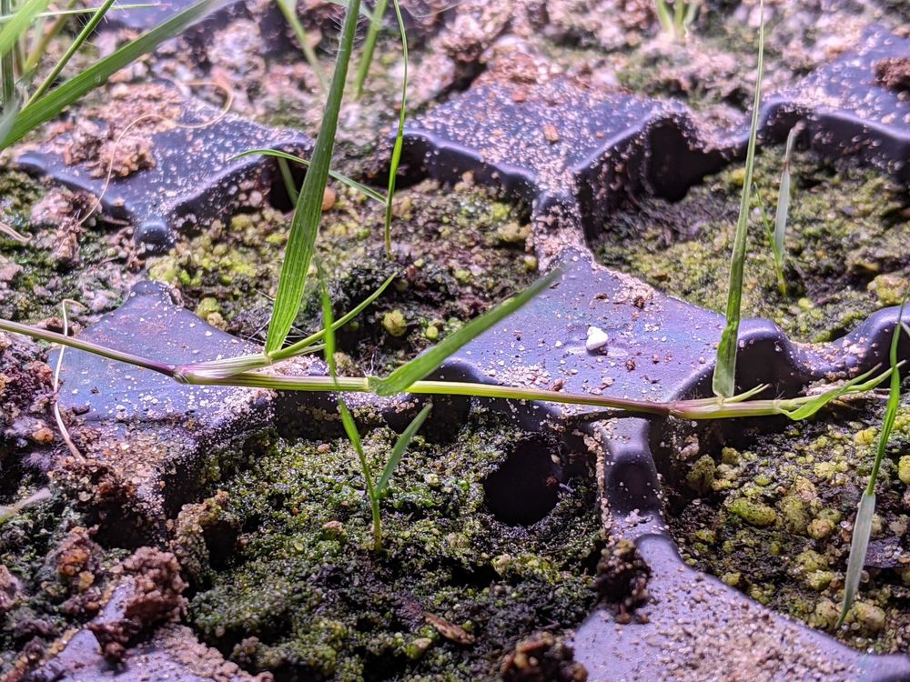 Close-up photo of a buffalograss (Bouteloua dactyloides) runner sprawled across the black plastic ridges of a plug tray. The photo shows three nodes along the runner, two of which have developed a purple swelling and faint fuzz of roots. The plugs around the runner are occupied by tiny buffalograss seedlings.