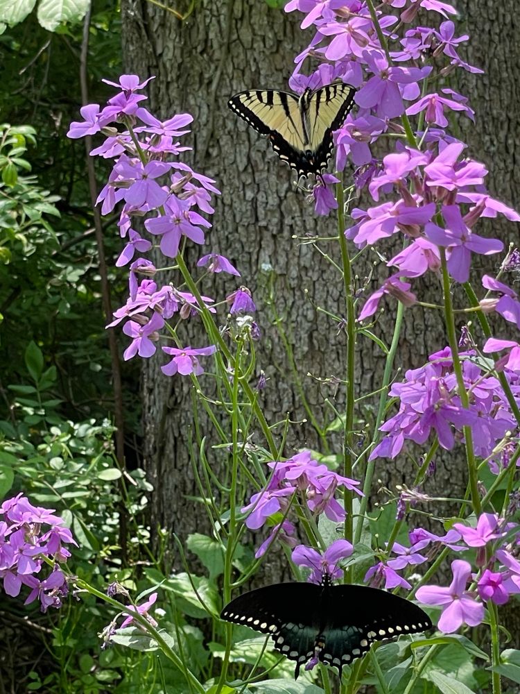 Butterflies on lavender wildflowers 