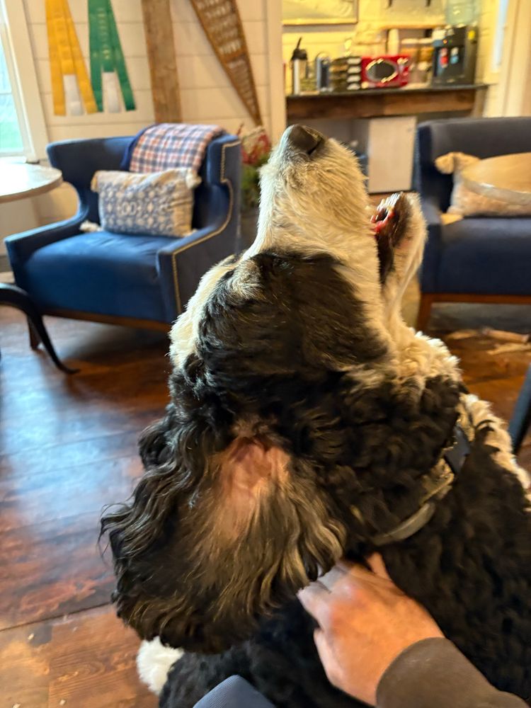 A GIANT black and white dog named king
Head back ears flopping 