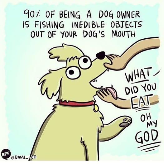 A comic of a yellow dog with its jaws held open by human hands with the text:
90% of being a dog owner is fishing inedible objects out of your dog's mouth

What did you EAT oh my GOD