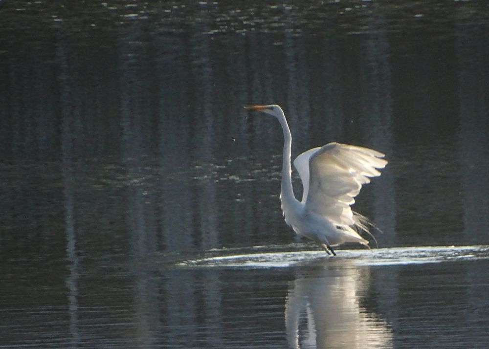 Great egret enjoying the morning sun on the water.