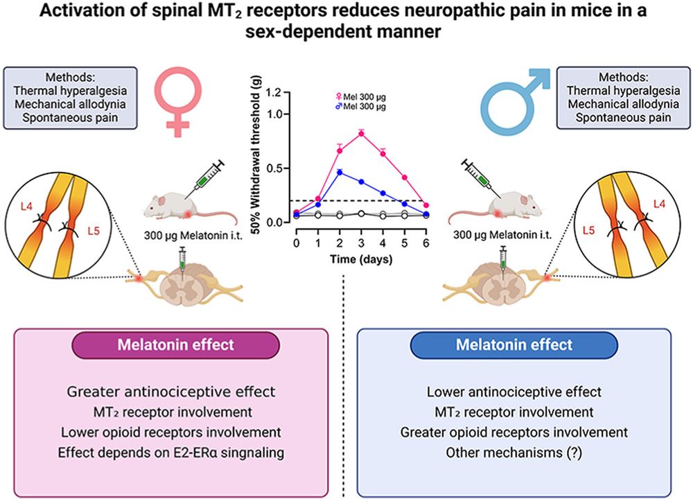 https://www.sciencedirect.com/science/article/abs/pii/S0014299925007800
