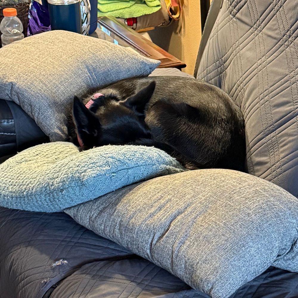 A black dog curled up among throw pillows on a couch