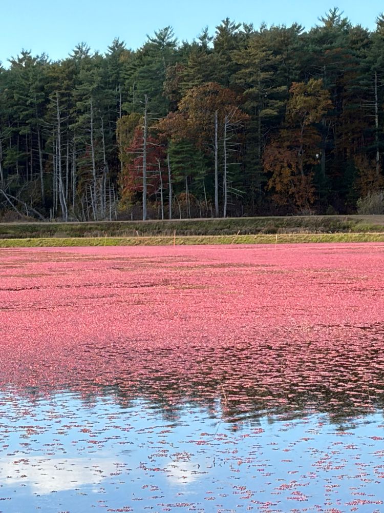 Cranberry bog with red cranberries floating on the water and fir trees on the shore beyond 