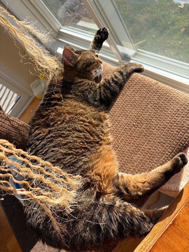 A brown tabby cat with black feet lying on her cat tree with the sun highlighting her luxurious orange tum