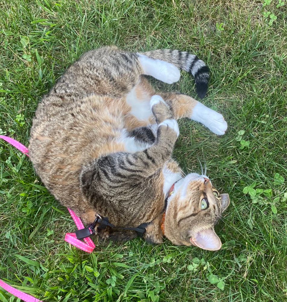 A brown tabby cat with white feet, tum, and bib on a pink leash rolling in the grass, her big green eyes looking up at the sky 