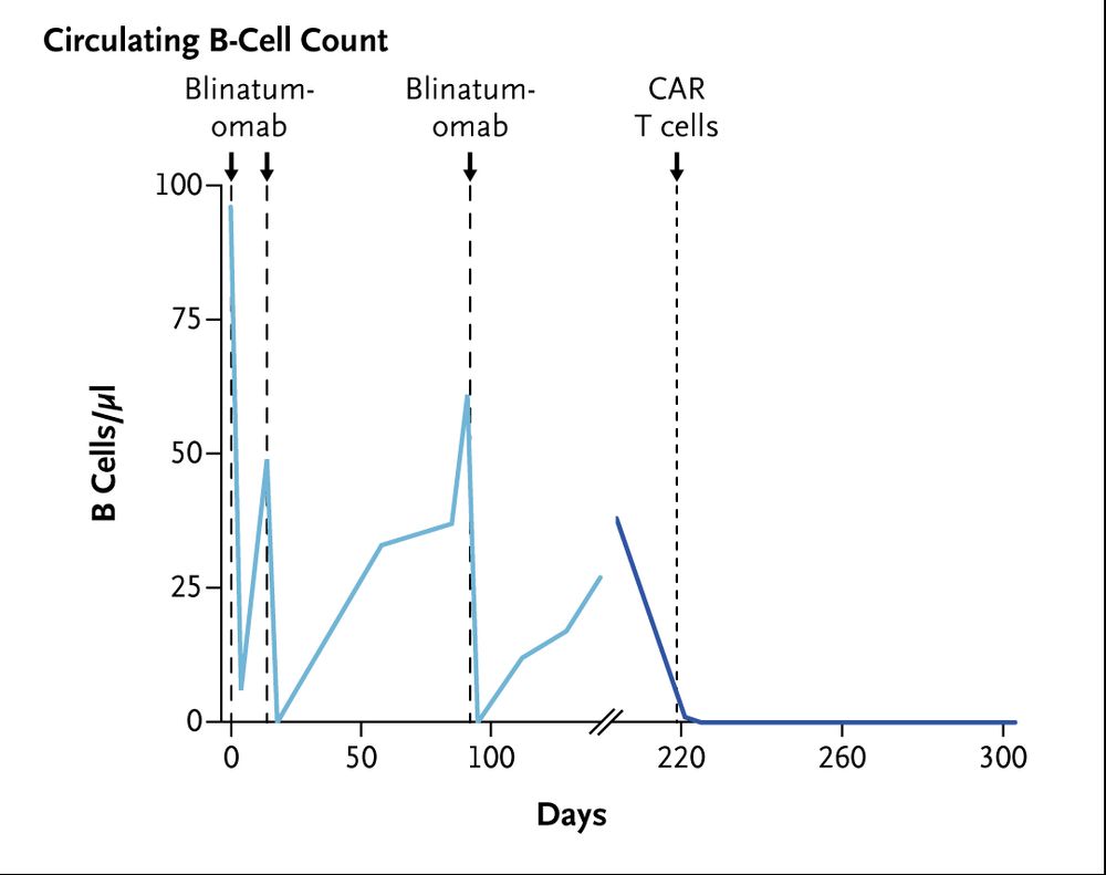 A graph showing the circulating B-cell counts before and after treatment with blinatumomab and with chimeric antigen receptor (CAR) T cells targeting CD19. 