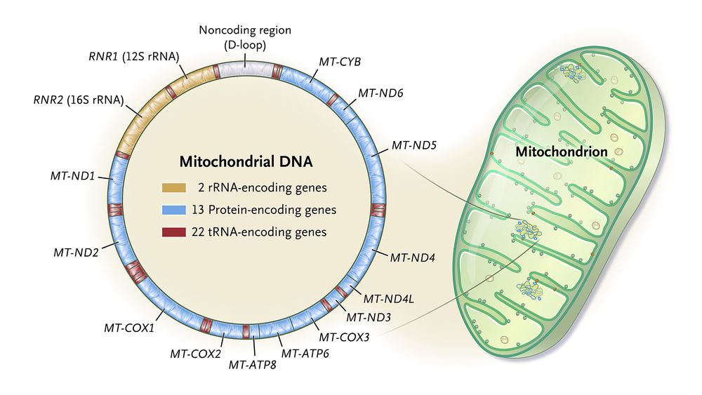 Visual representation of "mitochondrial DNA (mtDNA)" 