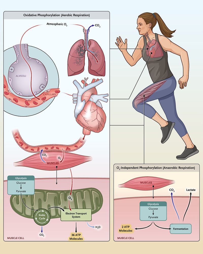 An illustrated diagram of aerobic and anaerobic respiration during physical activity.