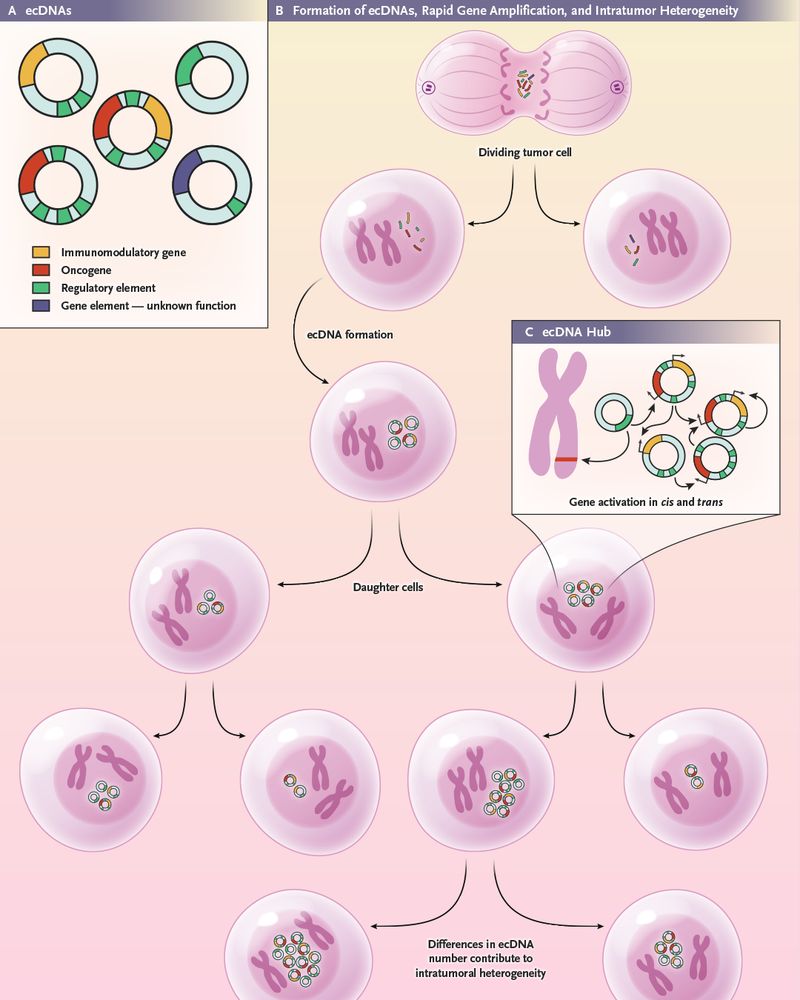 An illustrated diagram of the biologic features of extrachromosomal DNAs 